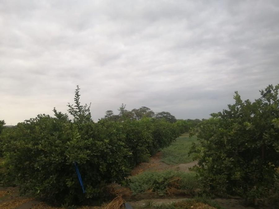 Foto Agricola en Venta en La Huaca, Paita - S/. 50.000 - AGV36688 - BienesOnLine