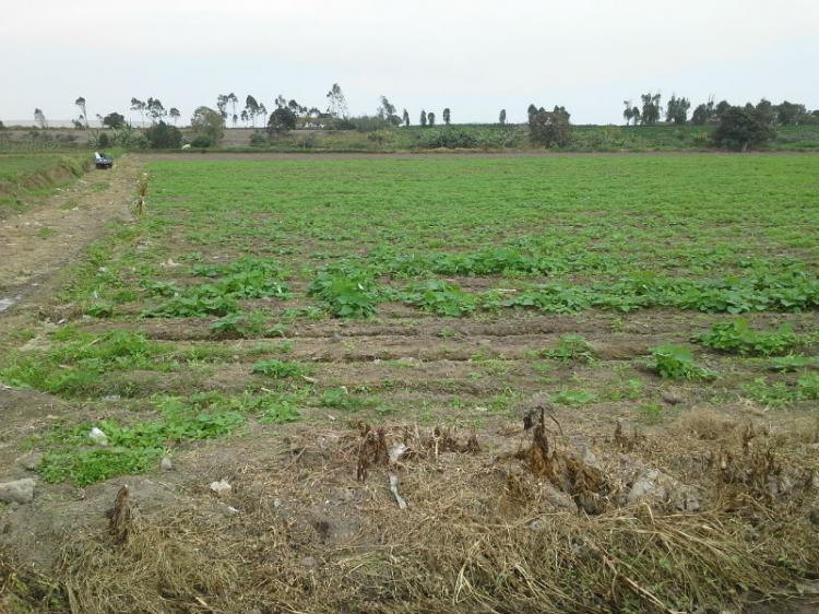 Foto Agricola en Venta en San Vicente De Caete, Canete - 4 hectareas - U$D 270.000 - AGV14471 - BienesOnLine