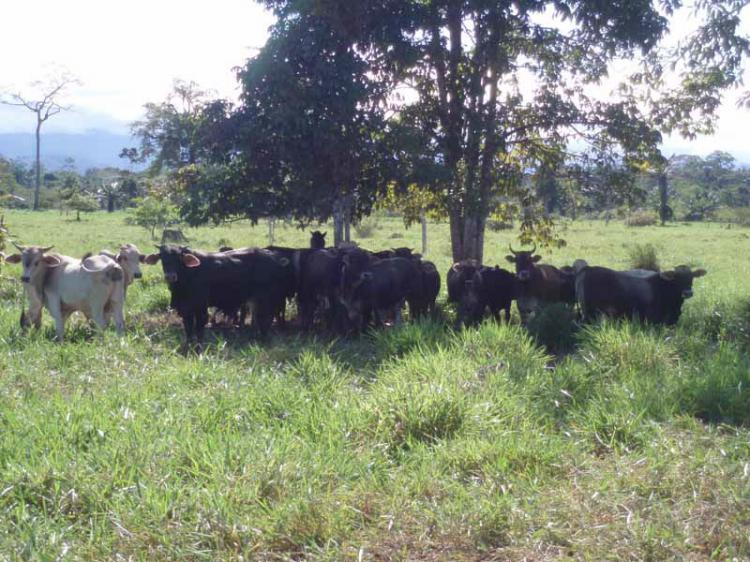 Foto Agricola en Venta en Palcazu, , Pasco - 45 hectareas - U$D 63.000 - AGV11431 - BienesOnLine