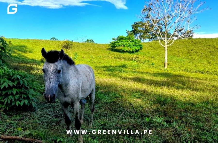 Foto Terreno en Venta en Tarapoto, San Martin - 18 hectareas - S/. 248.000 - TEV35897 - BienesOnLine