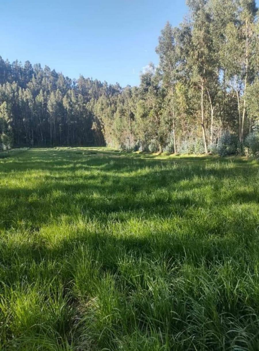 Foto Agricola en Venta en Matahuasi, Concepcion - 2 hectareas - S/. 2.244.000 - AGV34983 - BienesOnLine