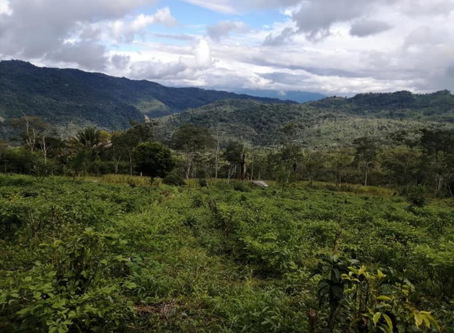 Foto Agricola en Venta en Villa Rica, Oxapampa - 25 hectareas - U$D 139.700 - AGV34969 - BienesOnLine