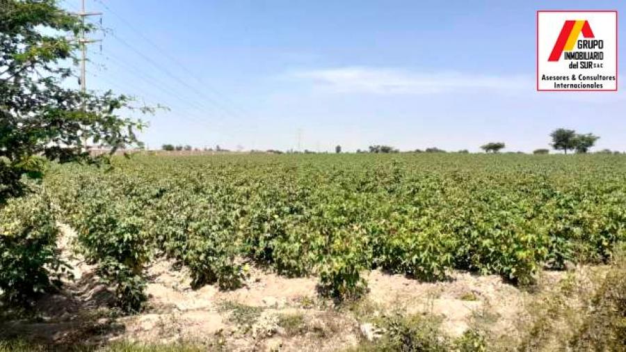 Foto Agricola en Venta en Independencia, Pisco - 2 hectareas - S/. 70.000 - AGV36649 - BienesOnLine