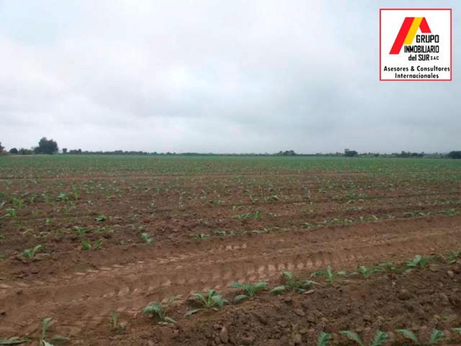 Foto Terreno en Venta en Chincha Baja, Chincha - 17 hectareas - U$D 1.054.000 - TEV36654 - BienesOnLine