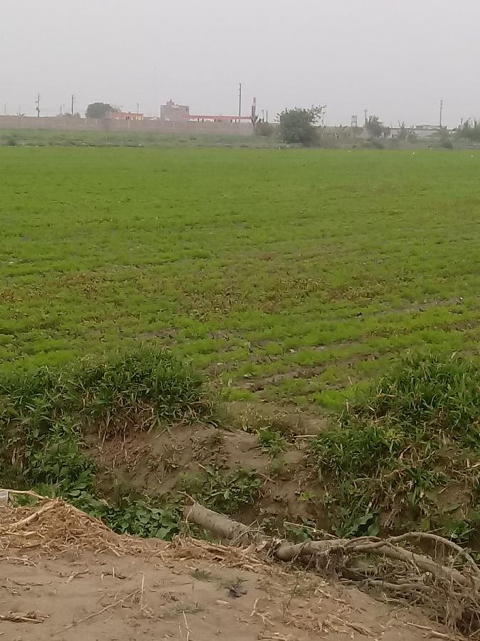 Foto Terreno en Venta en Chancay, Huaral - 4 hectareas - TEV29763 - BienesOnLine