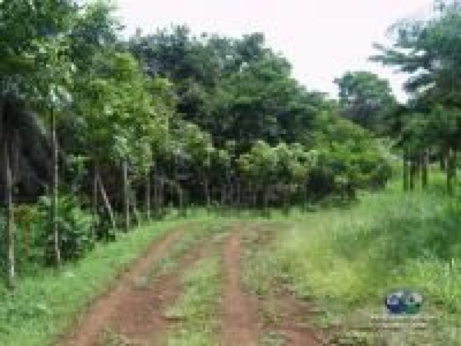 Foto Finca en Venta en Seccin Los Jembibres del municipio Los Llanos, San Jos de Los Llanos, San Pedro de Macors - $ 45.000 - FIV24433 - BienesOnLine