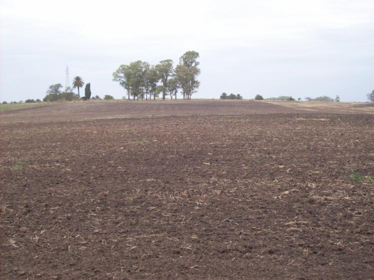 Foto Campo en Venta en Cufr, Colonia - U$D 1.160.000 - CPV3616 - BienesOnLine