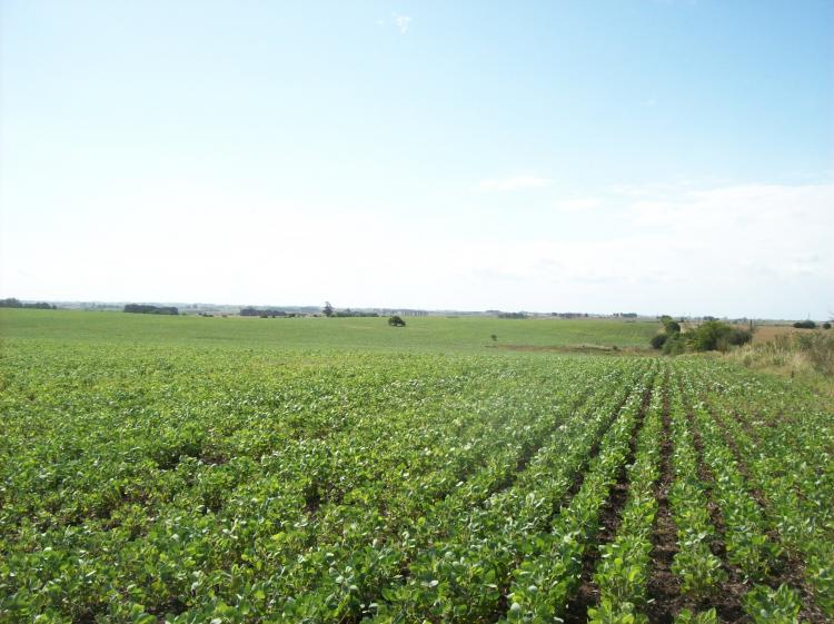 Foto Campo en Venta en Barker, Colonia - U$D 700.000 - CPV3614 - BienesOnLine