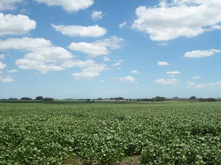 Foto Campo en Venta en Colonia del Sacramento, Colonia - U$D 330.000 - CPV3611 - BienesOnLine