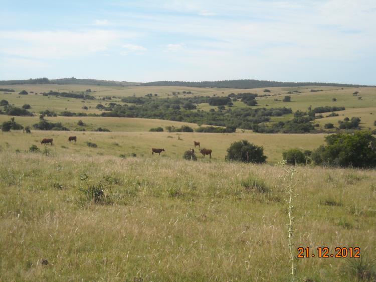 Foto Campo en Venta en Rocha, Rocha - U$D 4.500 - CPV4056 - BienesOnLine