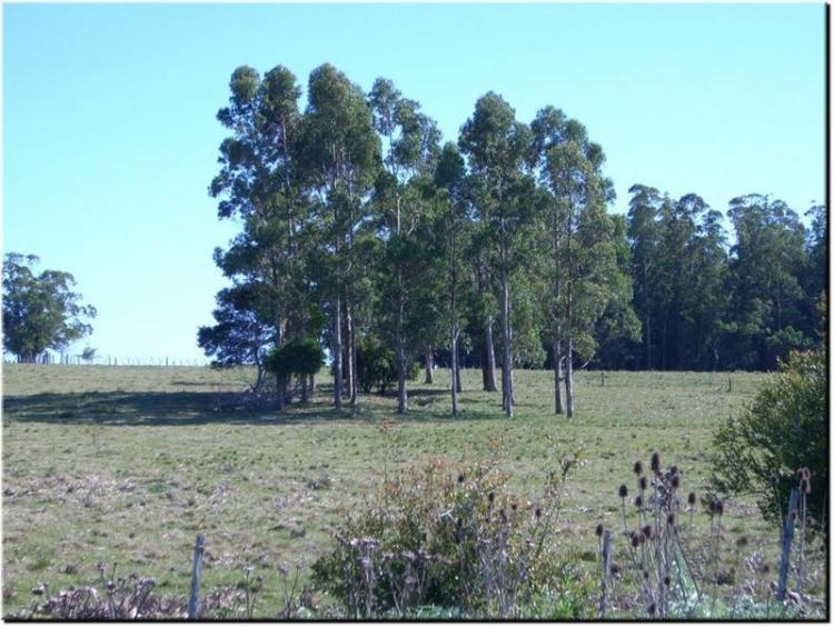 Foto Campo en Venta en San Carlos, Punta del Este, Maldonado - 20 hectareas - U$D 138.000 - CPV1734 - BienesOnLine