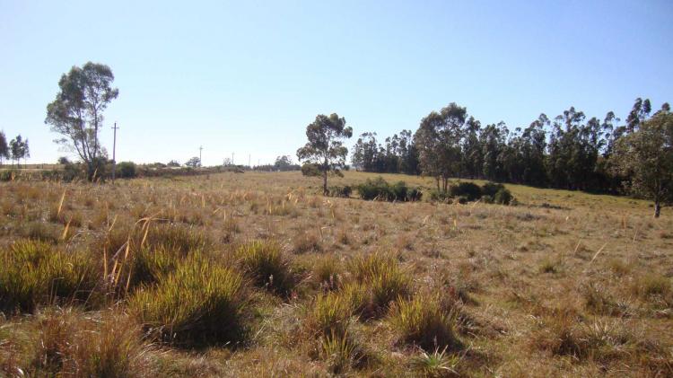 Foto Campo en Venta en San Carlos, Maldonado - 5 hectareas - U$D 65.000 - CPV3974 - BienesOnLine