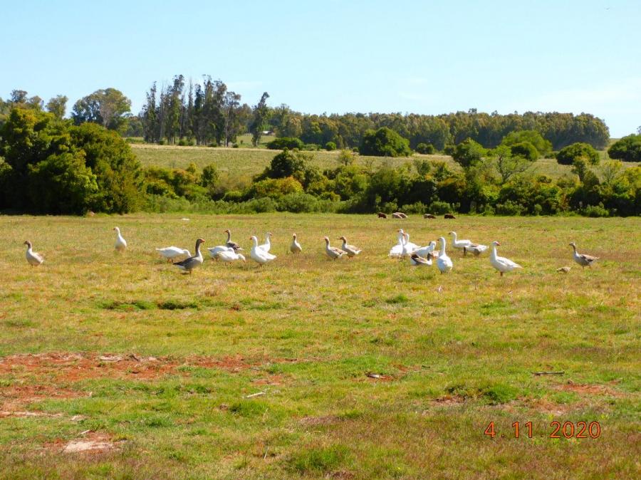 Foto Campo en Venta en San Carlos, Maldonado - 25 hectareas - U$D 480.000 - CPV7147 - BienesOnLine