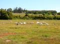 Campo en Venta en  San Carlos