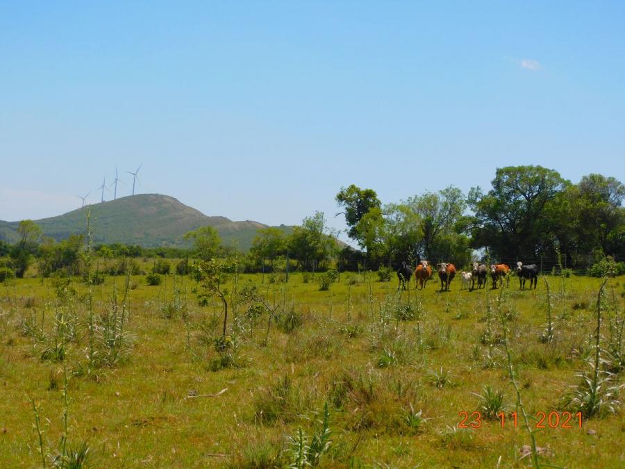 Foto Campo en Venta en San Carlos, Maldonado - 26 hectareas - U$D 6.000 - CPV6237 - BienesOnLine