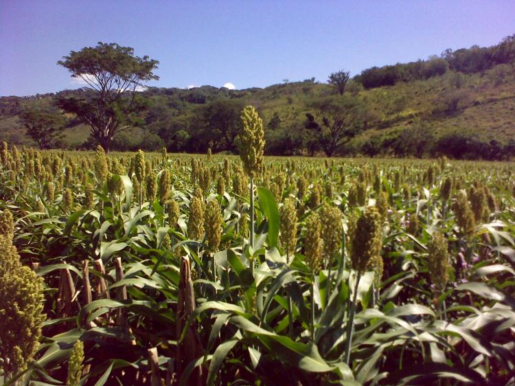 Foto Granja en Venta en Chiquimulilla, , California - 90 hectareas - U$D 450.000 - GRV50 - BienesOnLine