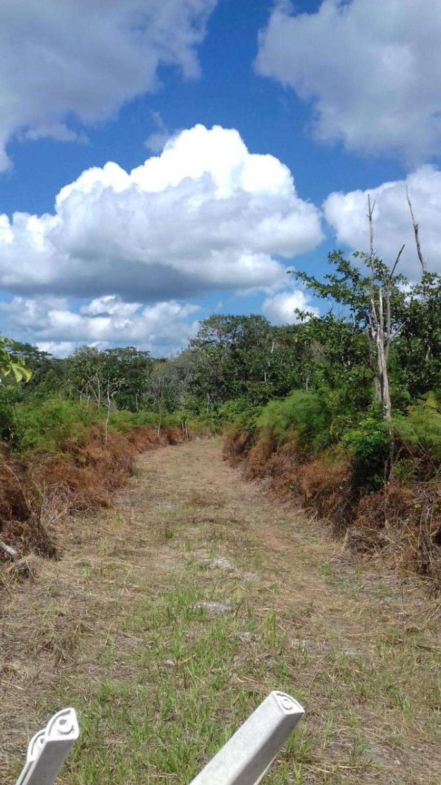 Foto Rancho en Venta en Xpujil, CALAKMUL CAMPECHE MXICO, New Mexico - 300 hectareas - U$D 375.000 - RAV3145 - BienesOnLine