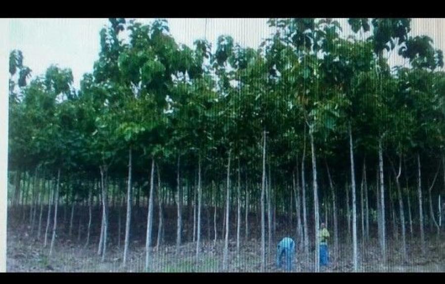 Foto Finca en Venta en @phagrovzla, Cultivos 90% Palma Africana en Produccin, Zulia - 2478 hectareas - U$D 5.000.000 - FIV169744 - BienesOnLine