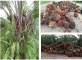 Finca en Venta en @phagrovzla Proyecto de Planta Procesadora Palma Africana
