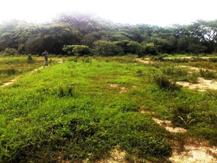 Foto Finca en Venta en Tocuyito, Carabobo - BsF 40.000.000 - FIV81405 - BienesOnLine