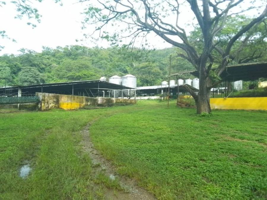 Foto Finca en Venta en Gige, Carabobo - 124 hectareas - U$D 240.000 - FIV213724 - BienesOnLine