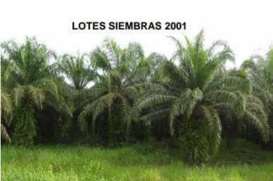 Foto Finca en Venta en @phagrovzla, Cultivos 90% Palma Africana en Produccin, Zulia - 2478 hectareas - U$D 5.000.000 - FIV169745 - BienesOnLine