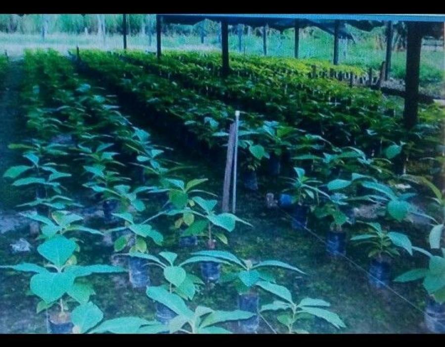 Foto Finca en Venta en @phagrovzla, Cultivos 90% Palma Africana en Produccin, Zulia - 2478 hectareas - U$D 5.000.000 - FIV169746 - BienesOnLine