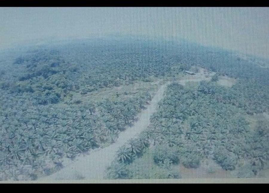 Foto Finca en Venta en @phagrovzla, Cultivos 90% Palma Africana en Produccin, Zulia - 2478 hectareas - U$D 5.000.000 - FIV169747 - BienesOnLine