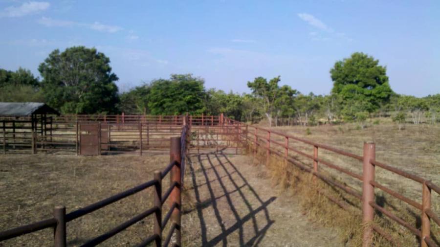 Foto Finca en Venta en @phagrovzla, Finca Ganadera, Agrcola, Forestal y Turstica, Gurico - U$D 1.300.000 - FIV167881 - BienesOnLine