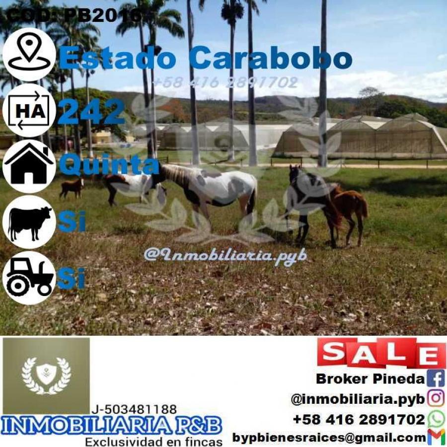 Foto Finca en Venta en Bejuma, Carabobo - 242 hectareas - U$D 1.600.000 - FIV192286 - BienesOnLine