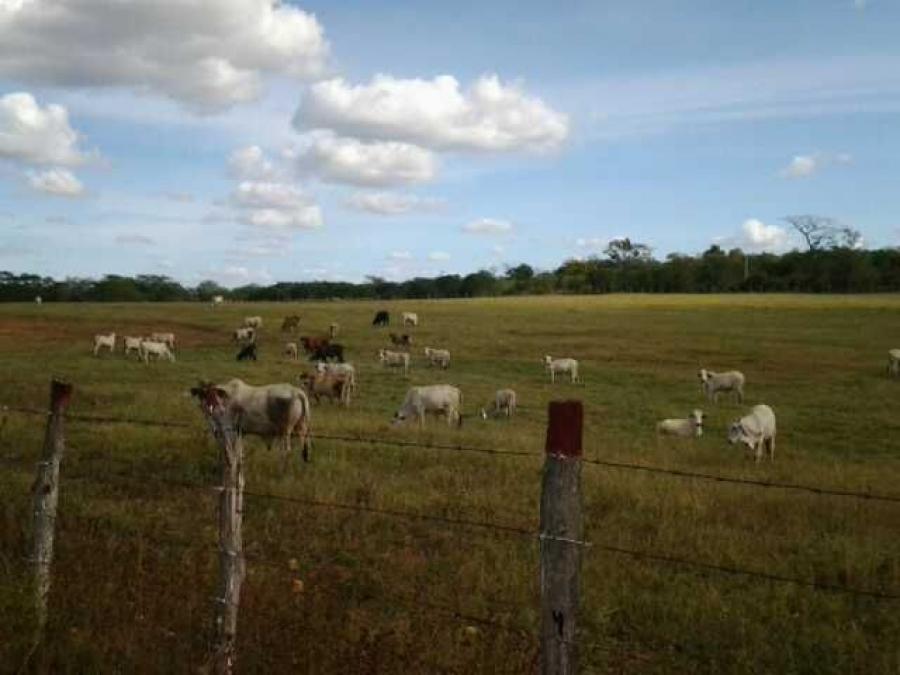 Foto Finca en Venta en Sector La Suarea, Aragua - 155 hectareas - BsF 600.000 - FIV122088 - BienesOnLine