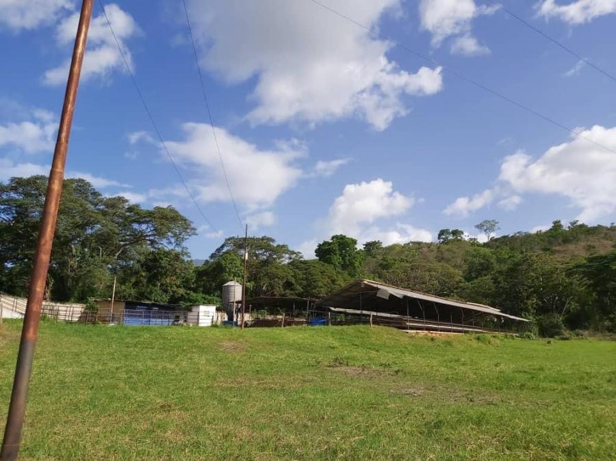 Foto Finca en Venta en CARLOS ARVELO, Gige, Carabobo - 8 hectareas - U$D 48.000 - FIV144117 - BienesOnLine