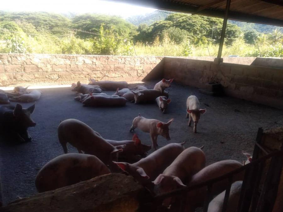 Foto Finca en Venta en @phagrovzla, Granja Porcina en Venta, Aragua - U$D 260.000 - FIV218048 - BienesOnLine