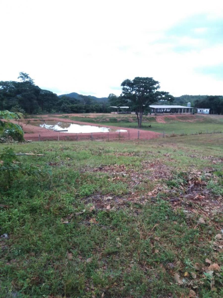 Foto Finca en Venta en @phagrovzla, GRANJA PORCINA EN VENTA, COJEDES, Cojedes - 145 hectareas - U$D 425.000 - FIV207285 - BienesOnLine