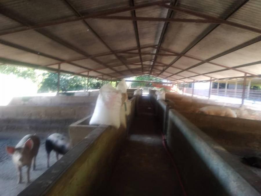 Foto Finca en Venta en @phagrovzla, Granja Porcina en Venta Aragua, Aragua - U$D 260.000 - FIV218049 - BienesOnLine