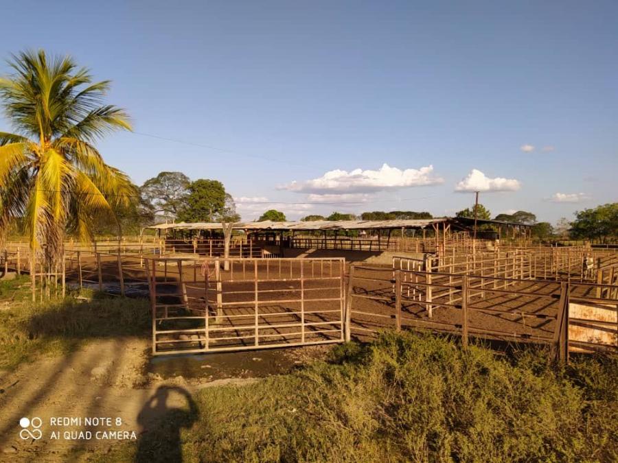 Foto Finca en Venta en @phagrovzla, Acarigua, Portuguesa - 5600 hectareas - U$D 8.000.000 - FIV169377 - BienesOnLine