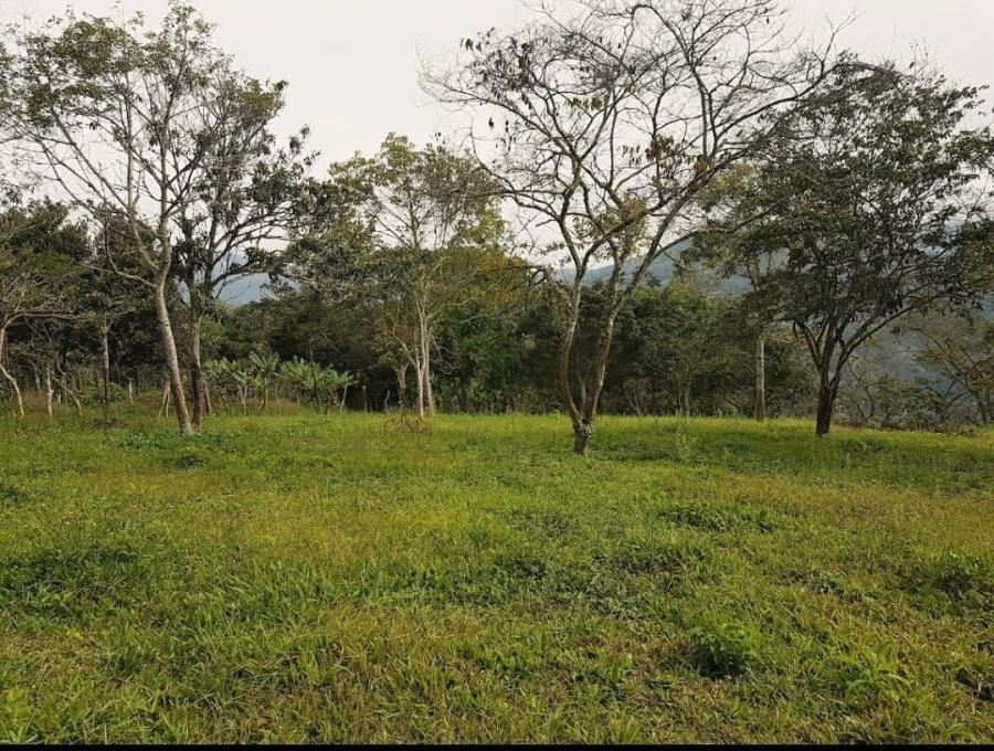 Foto Terreno en Venta en Las Lomas. (Bichoo 2), Boconó, Trujillo - 2 hectareas - U$D 25.000 - TEV195972 - BienesOnLine
