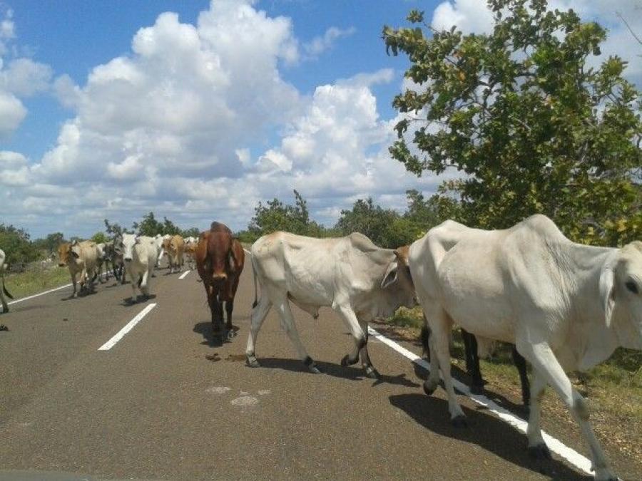 Foto Finca en Venta en @phagrovzla, Achaguas, Apure - U$D 4.000.000 - FIV117198 - BienesOnLine