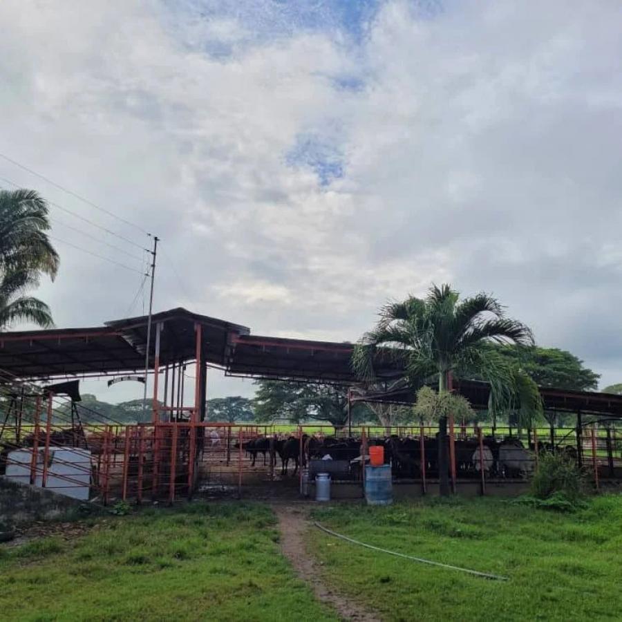 Foto Finca en Venta en @phagrovzla, Barinas, Barinas - 100 hectareas - U$D 150.000 - FIV187416 - BienesOnLine