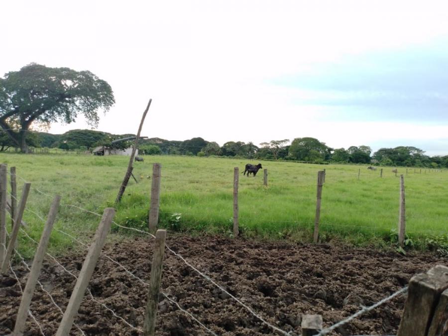 Foto Finca en Venta en @phagrovzla, Barinas, Barinas - 110 hectareas - U$D 88.000 - FIV187383 - BienesOnLine