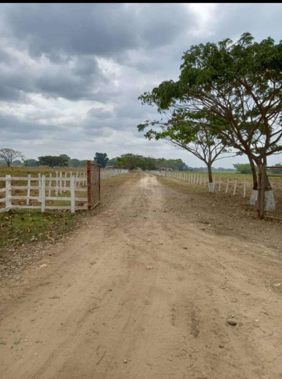 Foto Finca en Venta en @phagrovzla, 196 Hectreas, San Silvestre Barinas 2024, Barinas - U$D 380.000 - FIV219617 - BienesOnLine