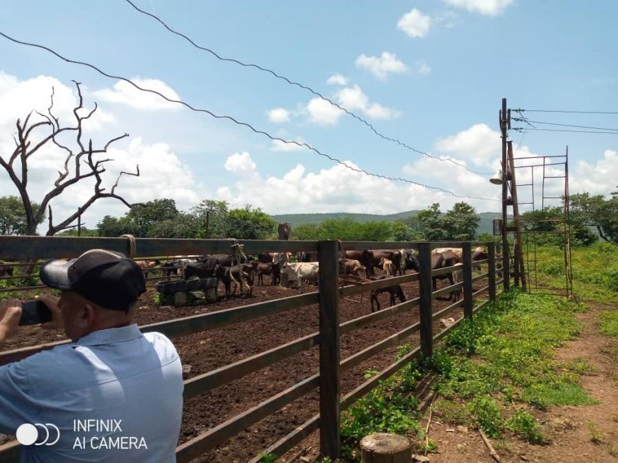 Foto Finca en Venta en @phagrovzla, 349 Hectreas, Agrcola y Ganadera 90 Animales, Cojedes - 349 hectareas - U$D 120.000 - FIV208121 - BienesOnLine