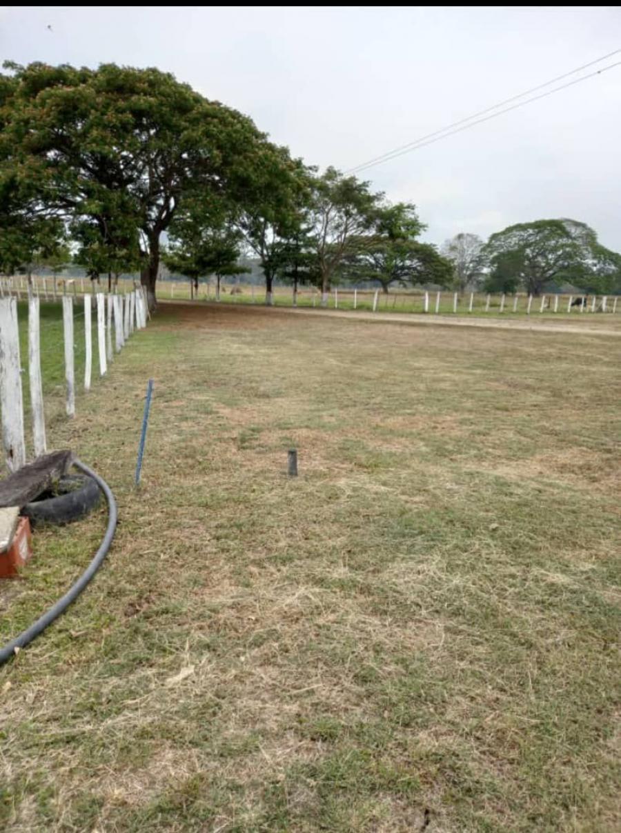 Foto Finca en Venta en @phagrovzla, 196 Hectreas, San Silvestre Barinas 2024, Barinas - U$D 380.000 - FIV219619 - BienesOnLine