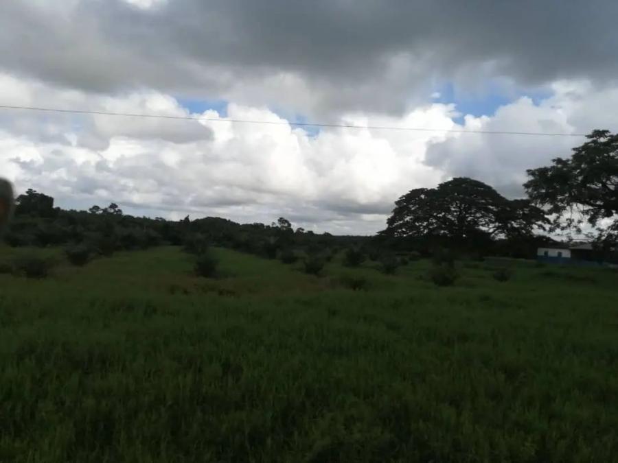 Foto Finca en Venta en @phagrovzla, Palma de 6, 8, 10 Aos, disponible 2023, Zulia - U$D 1.900.000 - FIV184908 - BienesOnLine