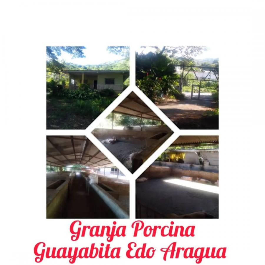 Foto Finca en Venta en @phagrovzla, Granja Porcina en Venta Aragua, Aragua - U$D 260.000 - FIV218046 - BienesOnLine
