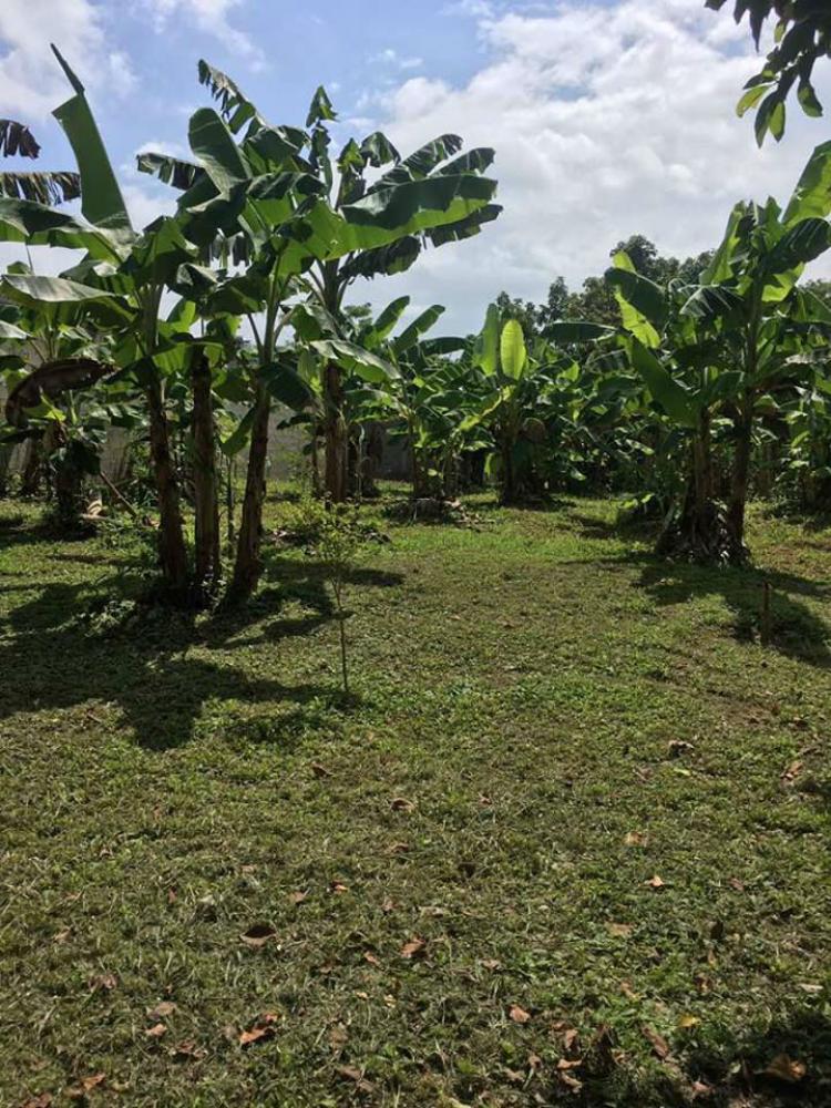 Foto Terreno en Venta en San Felipe, Yaracuy - BsF 25.000.000 - TEV79563 - BienesOnLine