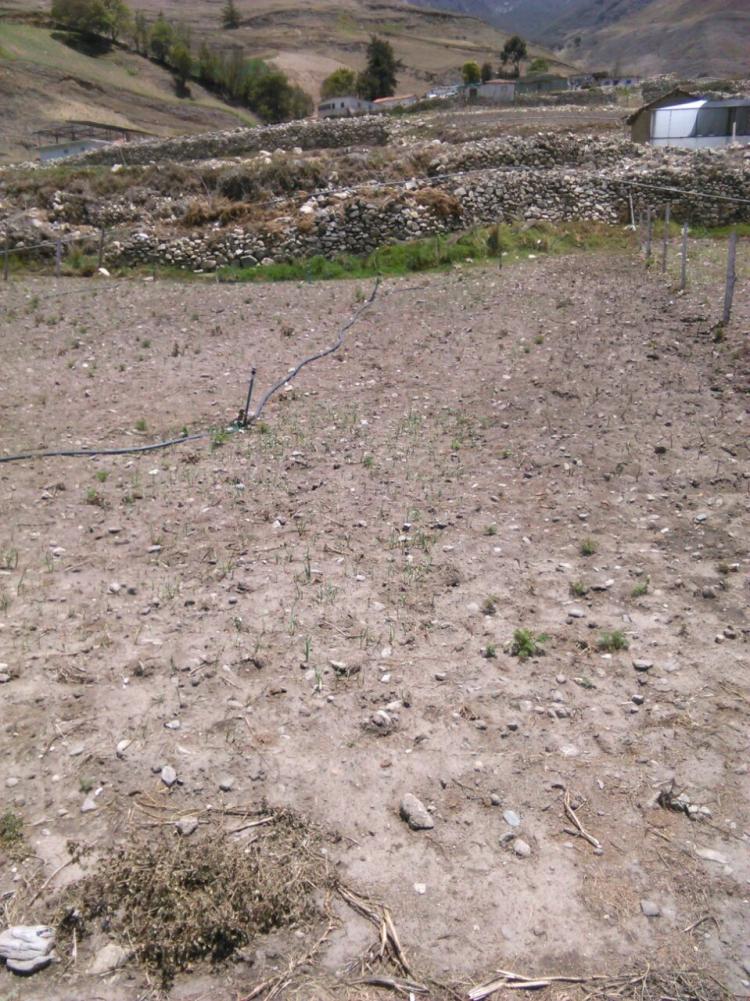 Foto Terreno en Venta en Mucuchies, Mucuches, Mrida - BsF 50.000.000 - TEV77024 - BienesOnLine