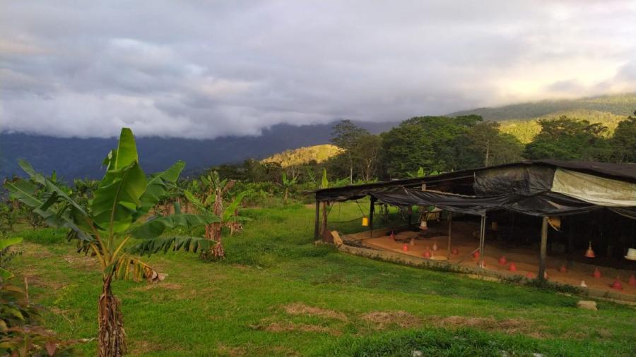 Foto Finca en Venta en bejuma, Bejuma, Carabobo - 6 hectareas - U$D 80.000 - FIV225963 - BienesOnLine